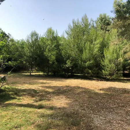 Albania * ديفيجاكه